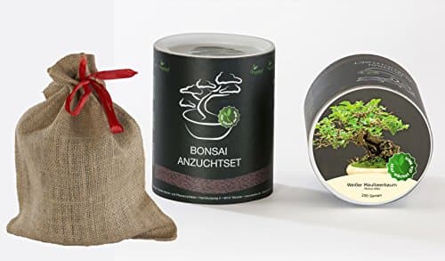 Seedeo, White Mulberry Tree Bonsai Kit