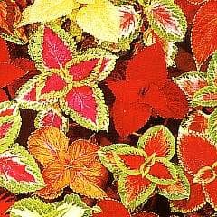 Coleus T&amp;M Prize