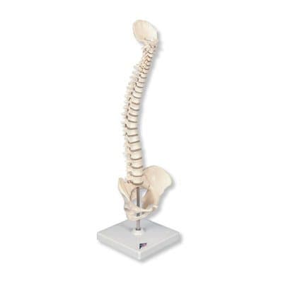 Mini-Human Spinal Column Model- Flexible, on Base