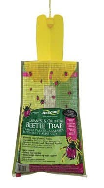 Japanese &amp; Oriental Beetle Trap