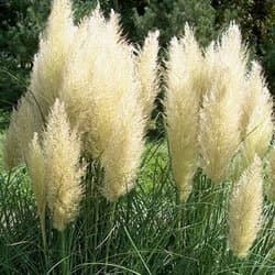 Grass - Pumila Dwarf Pampas - #1 Container