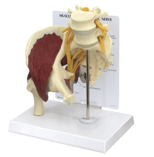 Hip Joint with Muscles and Sciatic Nerve Anatomical Model w Educational Key Card
