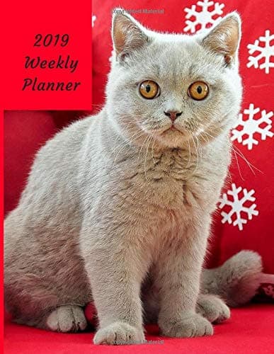 2019 Weekly Planner: Large Size 8.5x11 Organizer Diary with Goal Setting & Gratitude Sections, British Shorthair Kitten, Lilac Lavender Cat (Love All Cats) Paperback – 15 Nov 2018