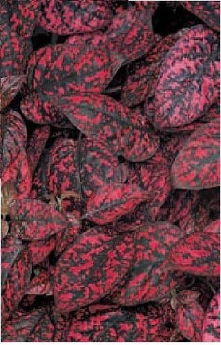Just SeedFlower - Hypoestes Splash Select Red - 20 Seeds