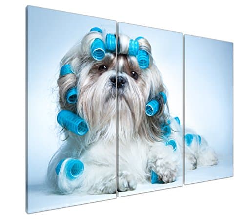 NAN Wind 3 Panels Giclee Canvas Prints Artwork Beautiful Cute Curly Shih Tzu Dog Blue Hair Curler Photo Paintings on Canvas Wall Art for Home Decor Wall Art Shih Tzu Dog Art Print Framed