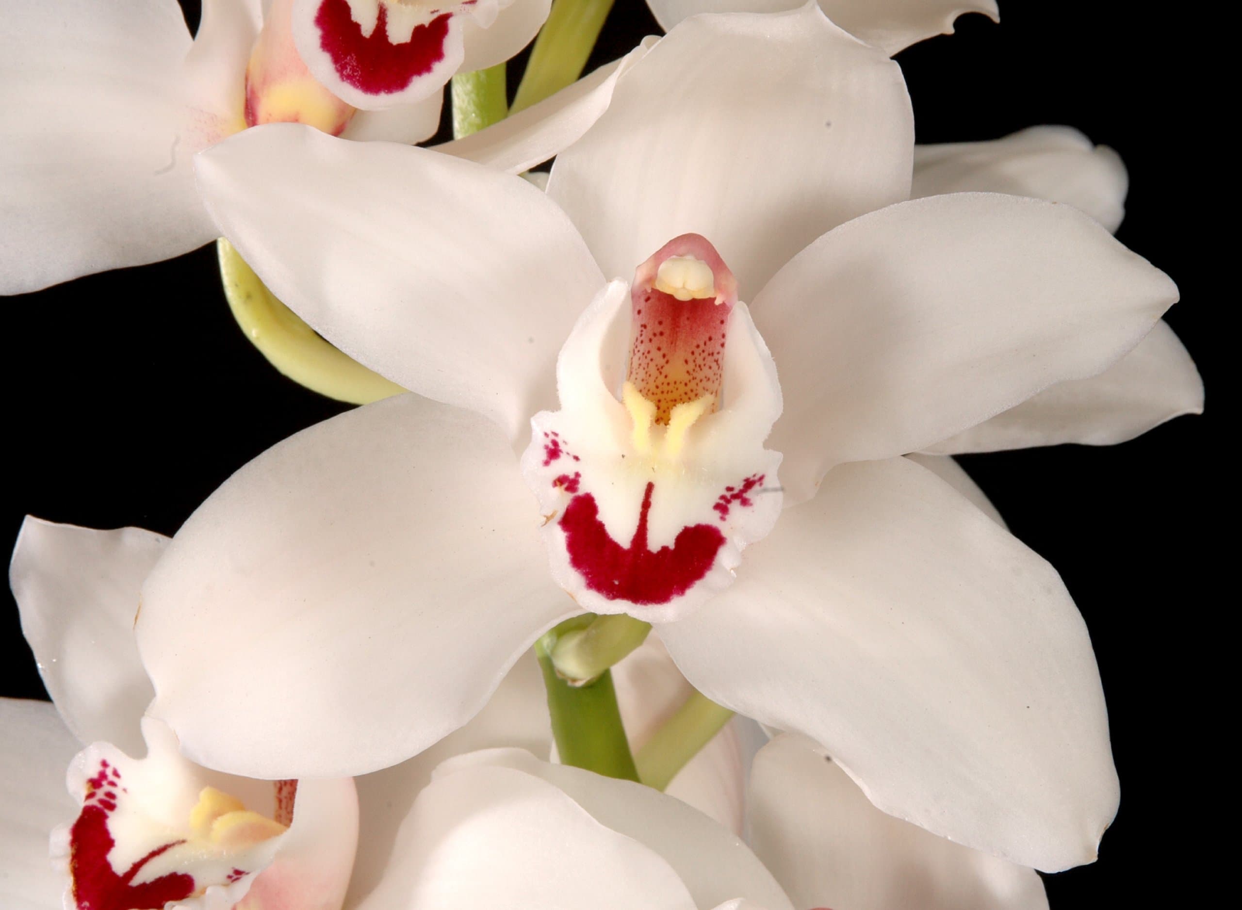 Fresh Orchids White Cymbidium 1Stem
