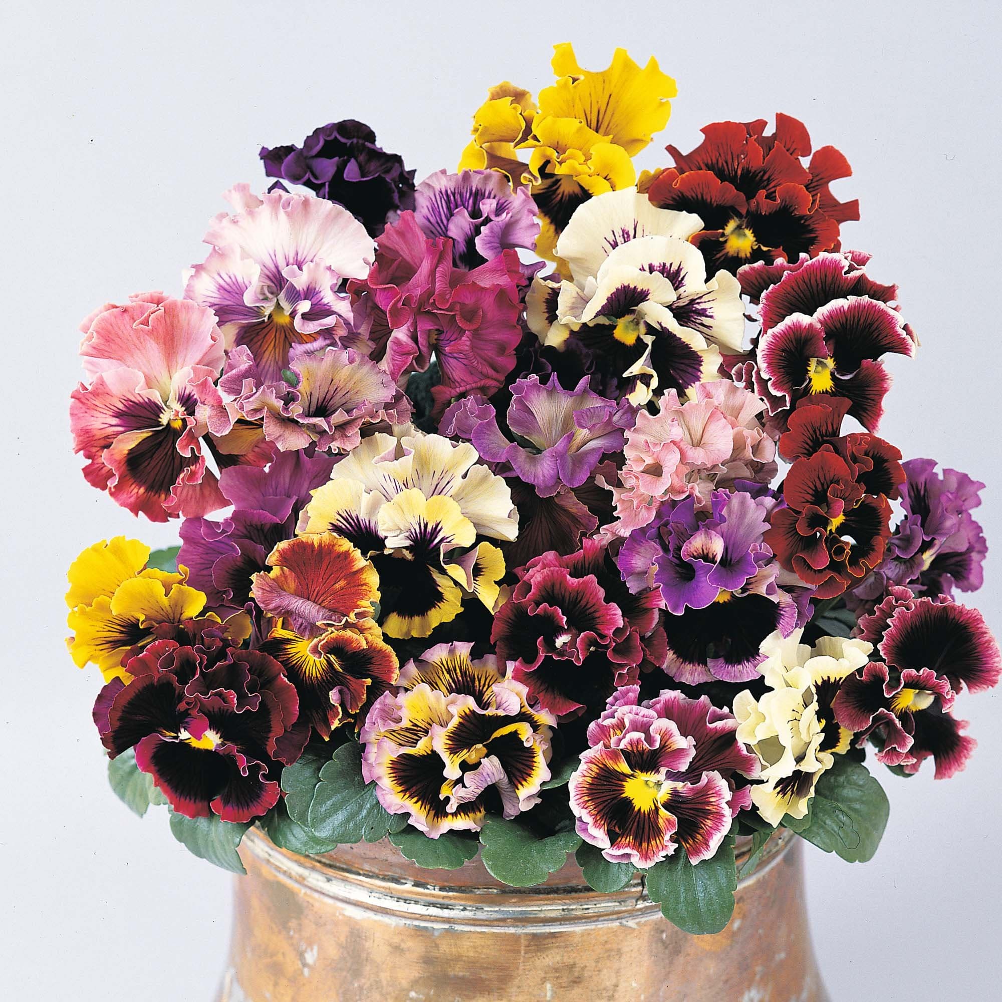 0.2g (approx. 150) large ruffled flowered pansy "Rococo Mix" seeds VIOLA X WITTROCKIANA mixed color