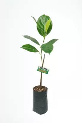 Jackfruit bud (Muttom varikka)