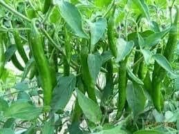 EverSneh Live Real Green Chilli Vegetable Live Plant Tree With Black Pot 4 Inch Size