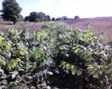 4 Black Walnut (Juglans nigra) 1-2'