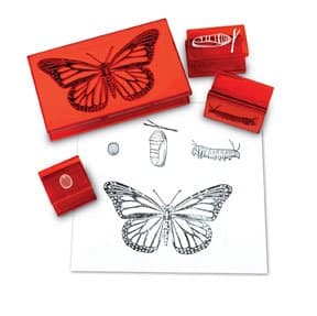 Learning Resources Butterfly Life Cycle Stamps; Four high-quality rubber stamps; Grade Levels K+