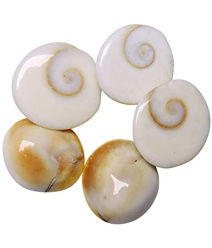 21 Piece Natural Rare Gomti Chakra