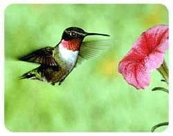 Hummingbird Coasters