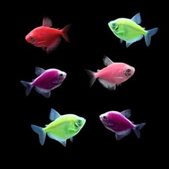 GloFish Live Fish Collections (Tetra Basic)