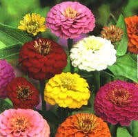 Zinnias from Singapore