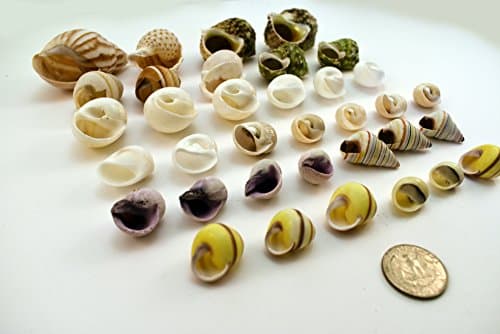 Select 35 Hermit Crab Shells Assorted Changing Seashells Small 1/2"-2" Size (Opening Size 1/4" - 1") Beautiful