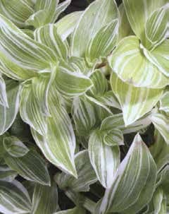 Collection of Three Different Tradescantia