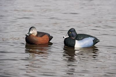 Hard Core Brands 01-208-0001 Pro Series Ring Neck Floater Decoys, 6 Count