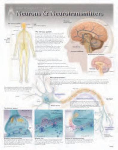 Neurons & Neurotransmitters Wall Chart: 8271 (Physiology)