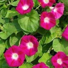 20 Scarlet Morning Glory Seeds