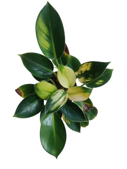 plant store Philodendron White Knight