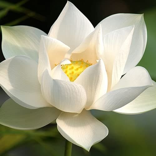Hybrid Lotus Flower Seed