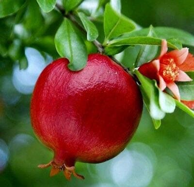 1 Live Plants 1 to 2 ft. Pomegranate Fruit Tree Wonderful Punica Granatum Seedling