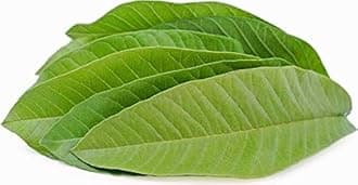 Fresh Organics Guava Leaf, Guava leaves Fresh Gwava leaves, Amrood ke Patte, Payara, Peroo, Pijuli - Medicinal Leaf, Organic Leaves (Pack of 50 Leaves),