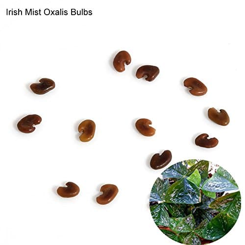 Seed 10 Pcs Shamrock Oxalis Triangularis Bulbs Easy to Plant Leaf Flower Seeds - Irish Mist Oxalis Bulbs