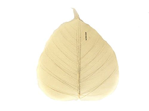 Sized 4 x 4.5 Inches,100 Pcs. Skeleton Natural Ficus Religiosa Leaves Artificial Leaves Craft Card Scrapbook DIY Handmade Embellishment Decoration Art, Mulberry Paper Leaves, by RATREE SHOP.