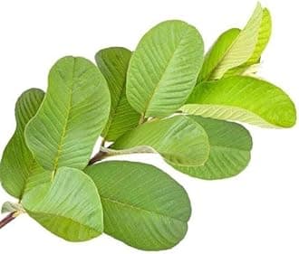 Fresh guava leaves Fresh Guava leaves have an excellent medicinal property in treating inflammatory acne, scars, spots 100grms