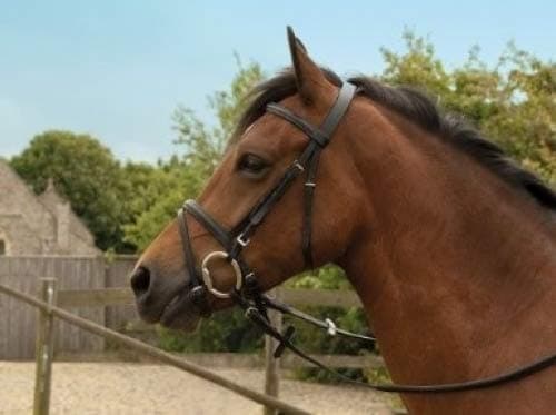 Windsor EquestrianHorses Leather Bridle Black Full
