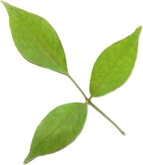 Fresh Bel Patra, 25g