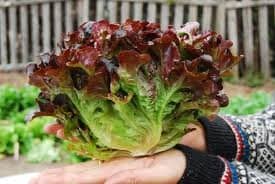 100 Red Oak Lettuce Seeds Hydroponic Vegetable Seeds