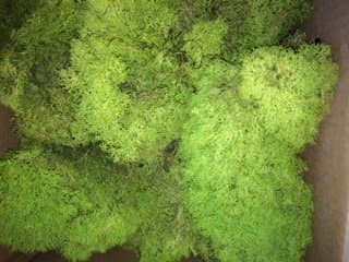 Preserved Reindeer Moss 5 lb