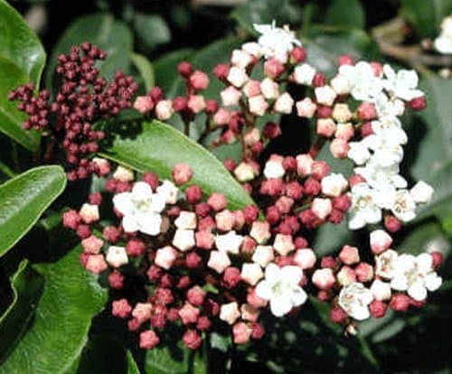 Viburnum 'Tinus ' 17cm Pot Size