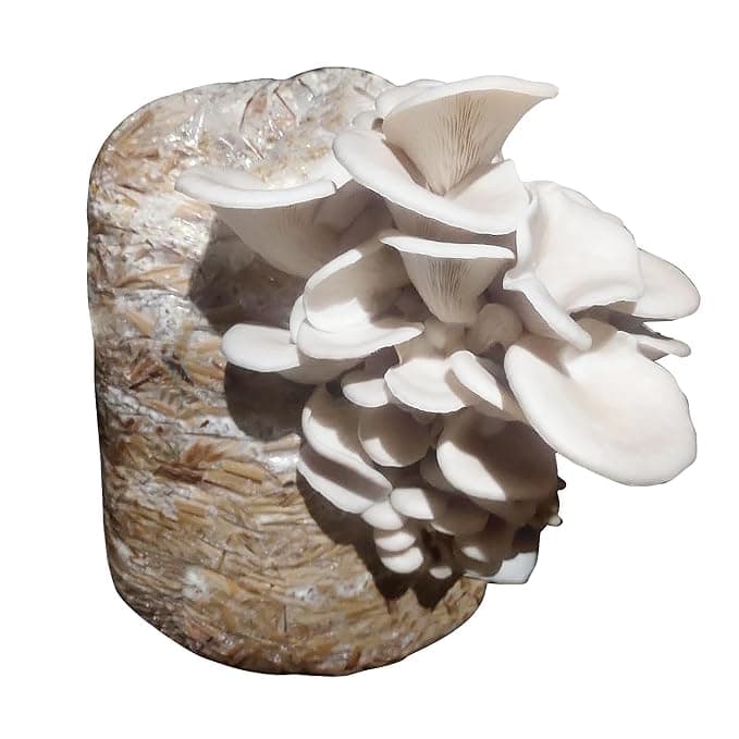 White Oyster Mushroom Spawns (200, Grams)