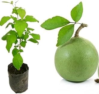 Gim Jack Galaxy Live Bilva Leaf Bel Patra Plant Bael Bel Patra for Puja Bael Fruit Plant Bilva Medicinal Plant with Black Plastic Pot