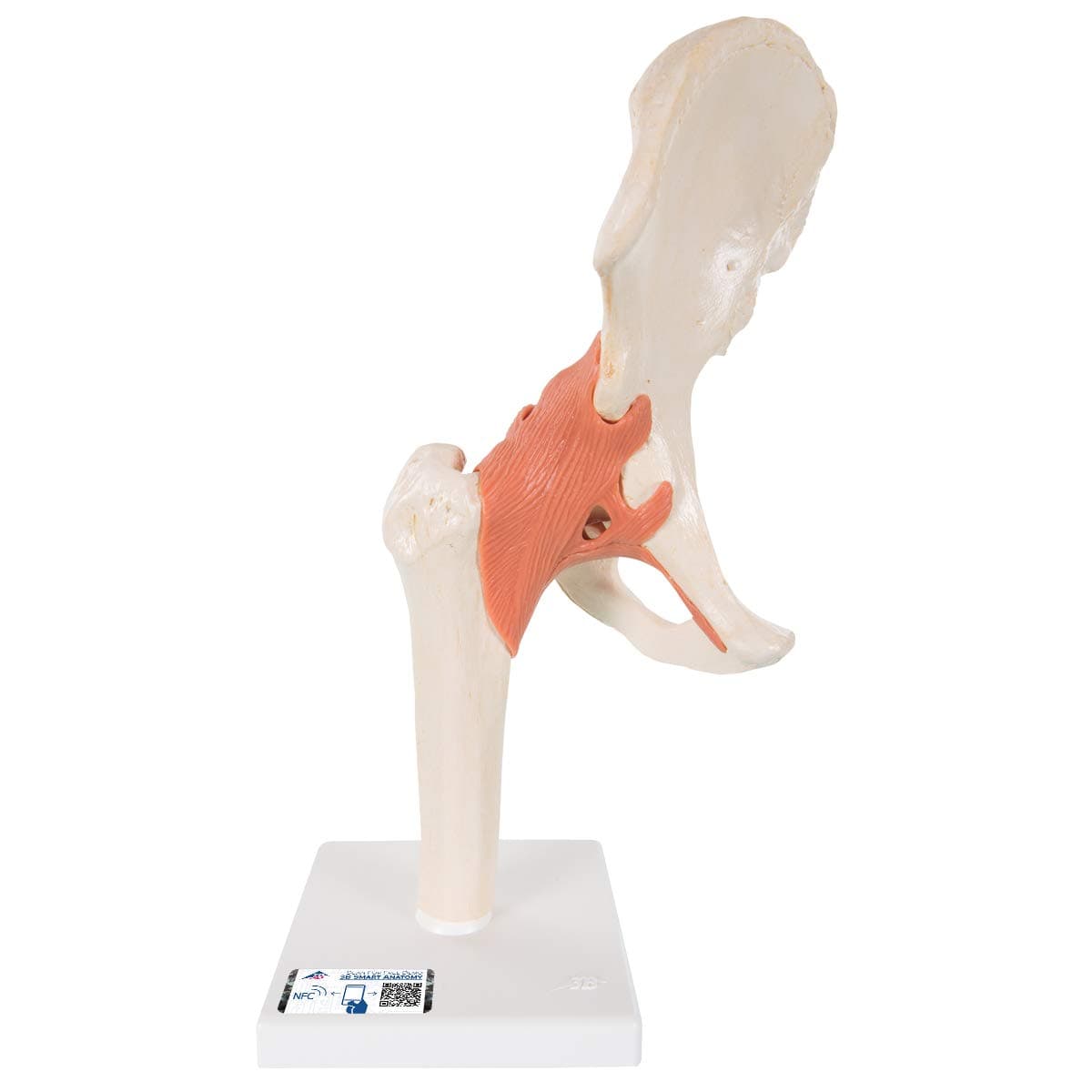 A81/1 Deluxe Functional Hip Joint - 3B Smart Anatomy