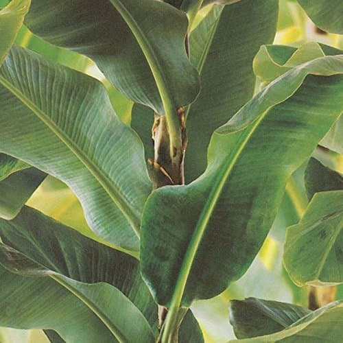 African Queen Wallpaper Collection 473407