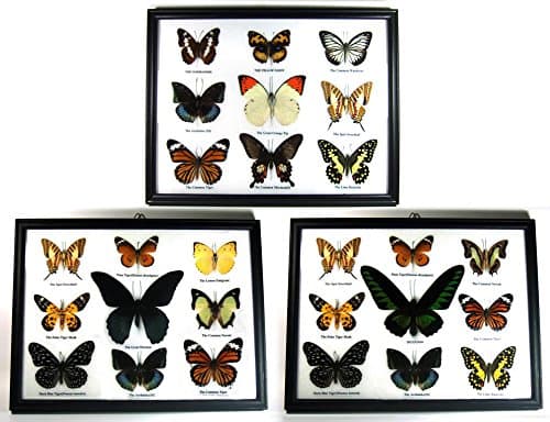 3 x Framed Wall Decor Real Beautiful Butterfly Display Insect Taxidermy Gift #03