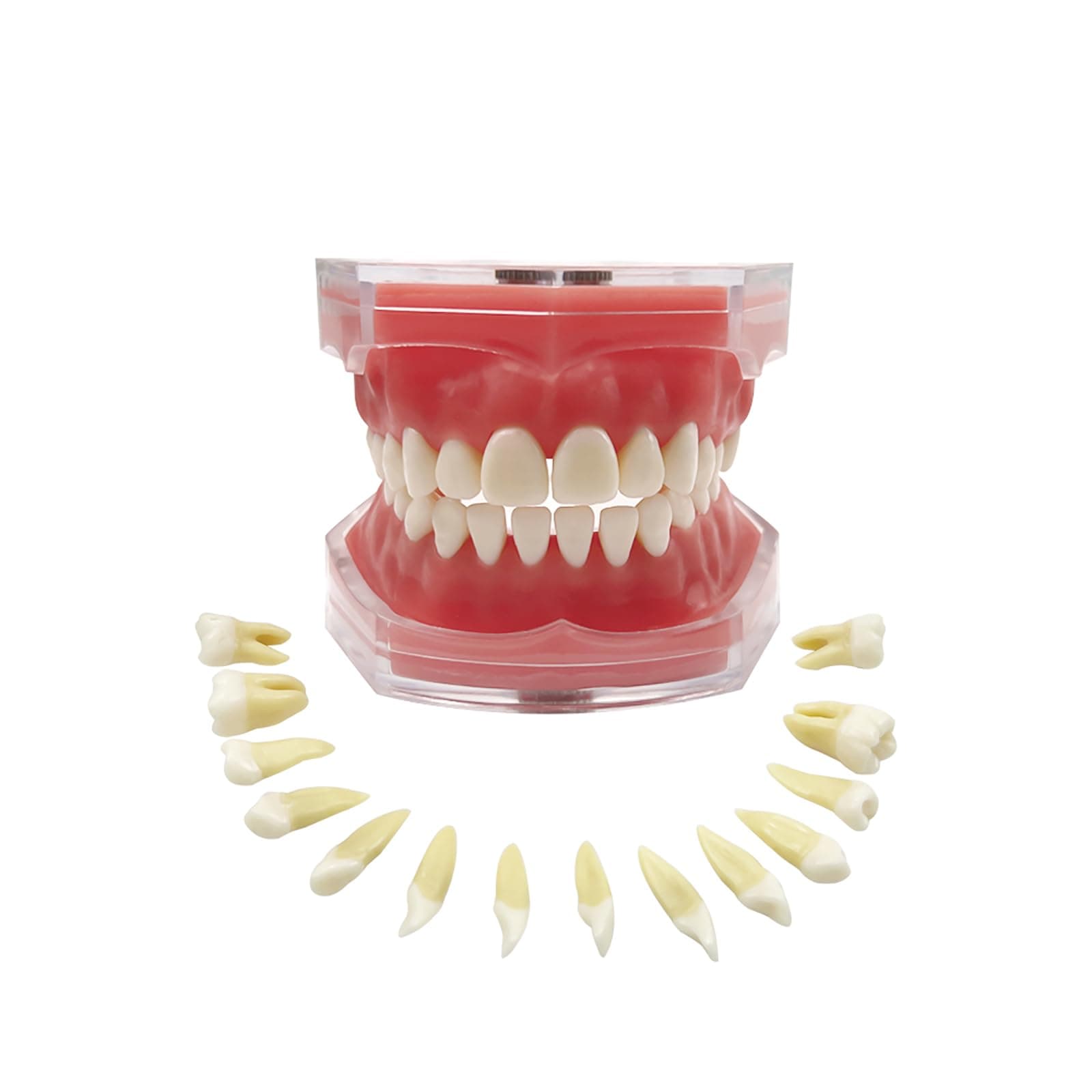 Dental Demonstration Teaching Dental Model, YOUYA DENTAL Standard Teeth Typodonts with 28 Removable Teeth Teaching Study Model Tool Silica Gel Soft Gum for Dental Education and Demonstrations