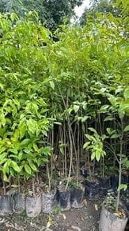 Assam Grown Agarwood Tree (Aquilaria sinensis) | Fragrant Oud Plant Sapling | Live Plant Pack of 1