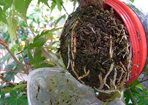 5 pack cutting globe propagators 2 large 3 med,simple and easy way to propagate plants and trees. This amazing product provides a simple but effective way of propagating plants and trees, in your garden, roses, climbers, trees, fruit bushes, fruit trees and hard to root plants ..