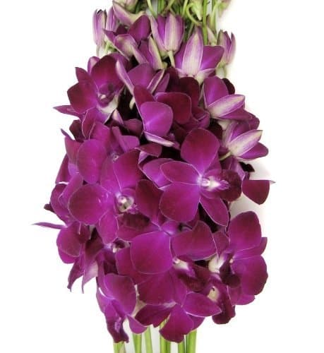 Fresh Flowers -10 Deep Purple Dendrobium Orchids