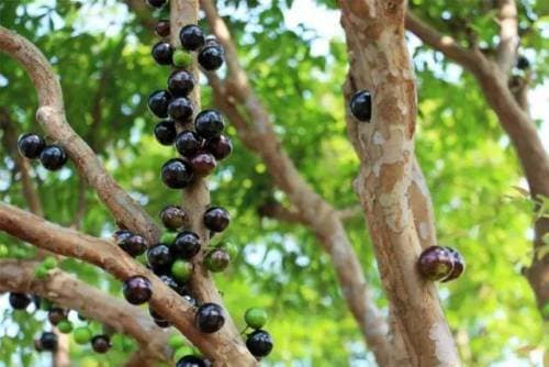 Myrciaria Cauliflora (Jaboticaba)Tropical Fruit Tree