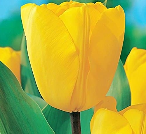 SZDYSD Darwin Tulip - Bulb Size 10/12 cm - Fall Planting & Spring Blooms