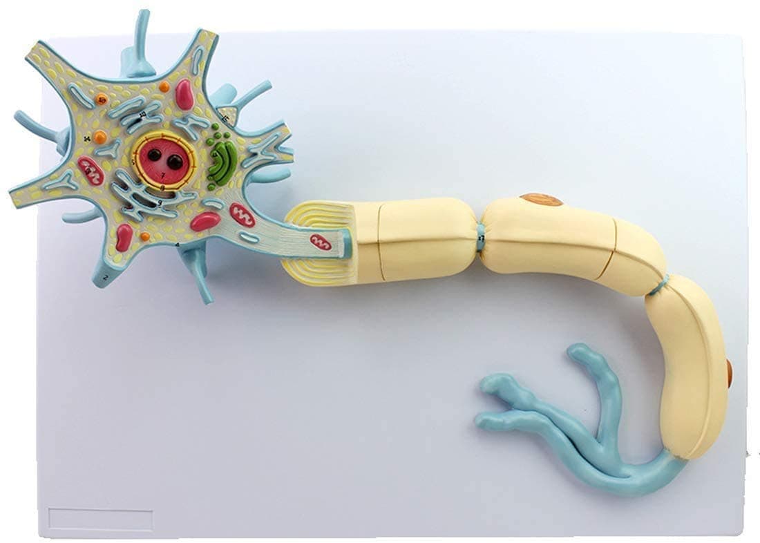 Educational Neuron Model The Model, The Model of Increased Structure of nerve fibers and The Model of Cerebral Nerve Doctor are Fashion