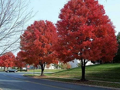 20 pcs american red maple seeds tree seeds maple for home GARDEN planting easy grow very rare tree seeds