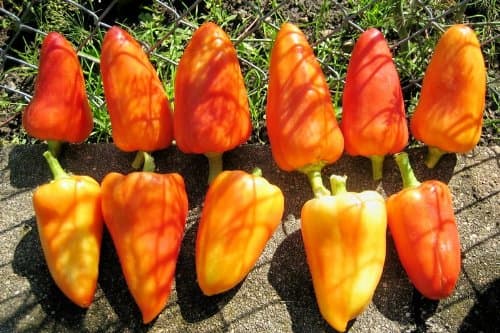 Feher Ozon Paprika Pepper 10+ Seeds